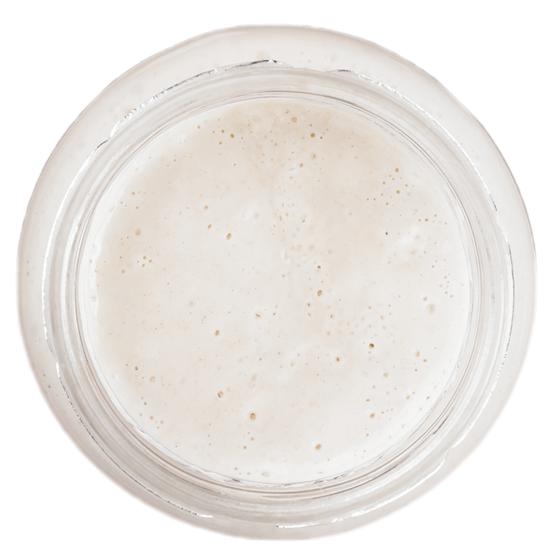 Sourdough Starter Culture